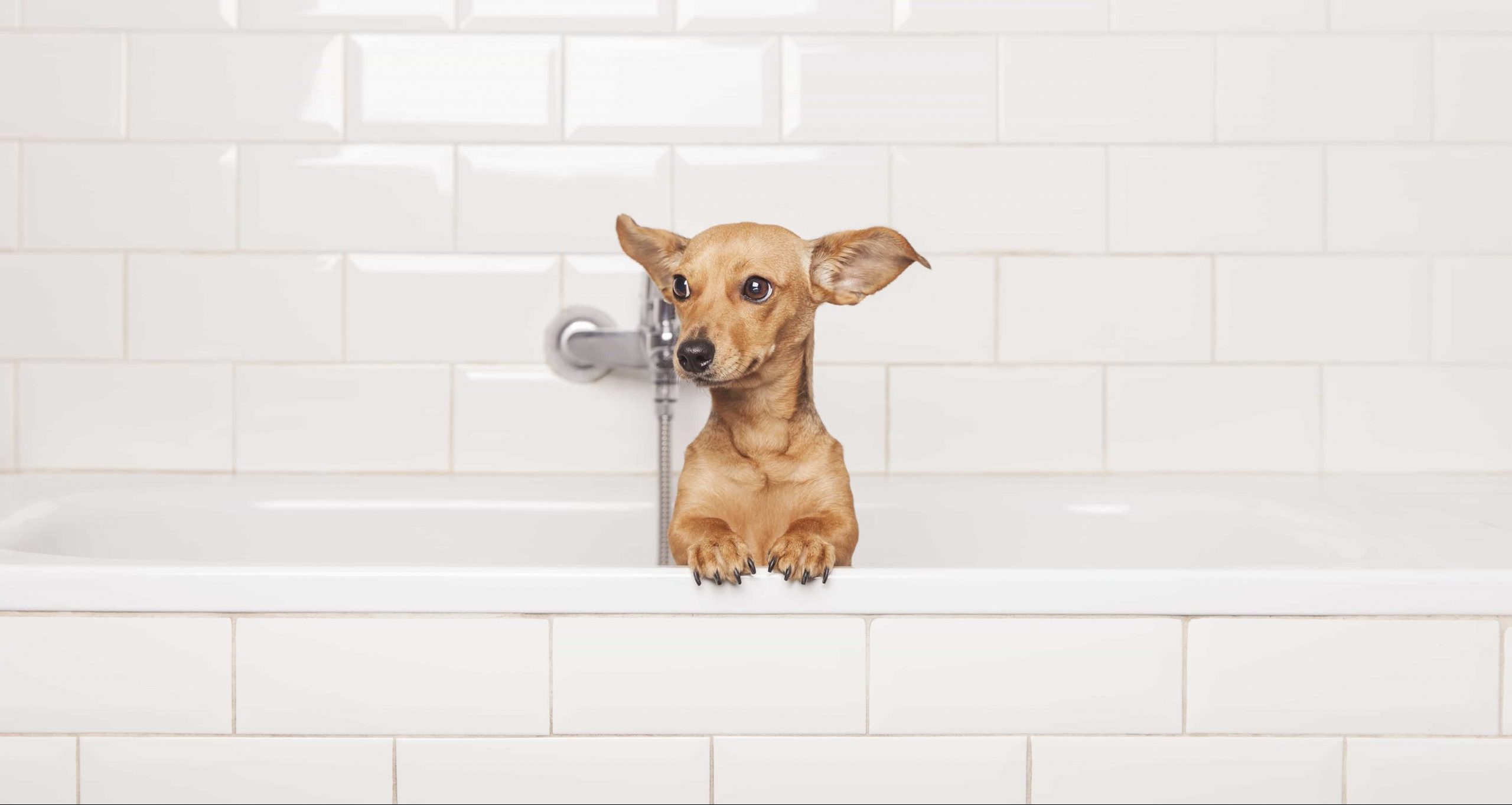 Peluquería canina en Madrid